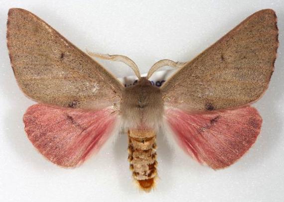 Arhodia lasiocamparia