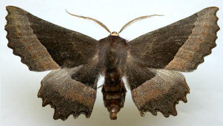 Nycticleptes lechriodesma