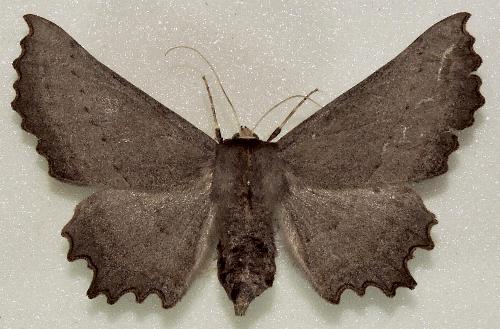 Nycticleptes lechriodesma