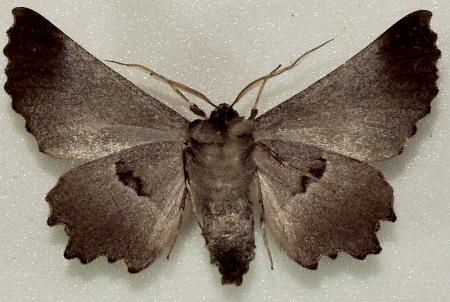 Nycticleptes lechriodesma