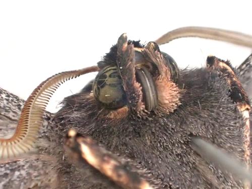 Nycticleptes lechriodesma
