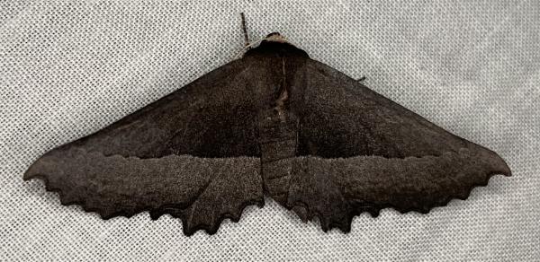 Nycticleptes lechriodesma