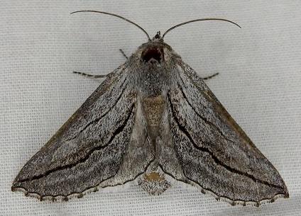 Dinophalus lechriomita