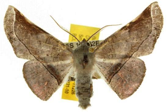 Oenochroma lissoscia