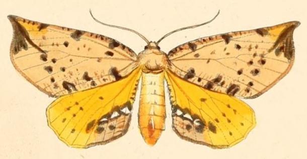 Parepisparis lutosaria
