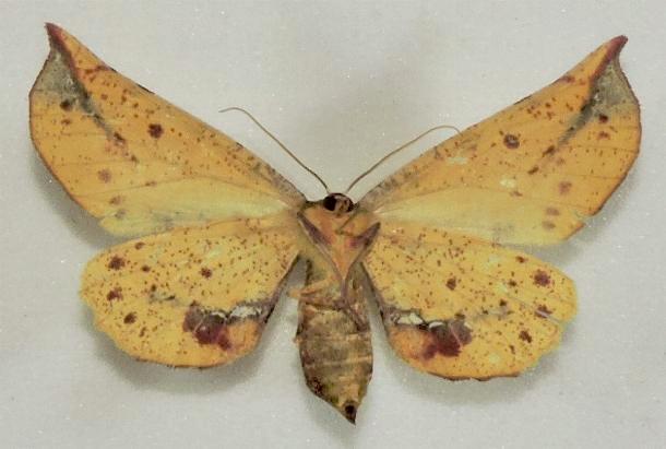 Parepisparis lutosaria
