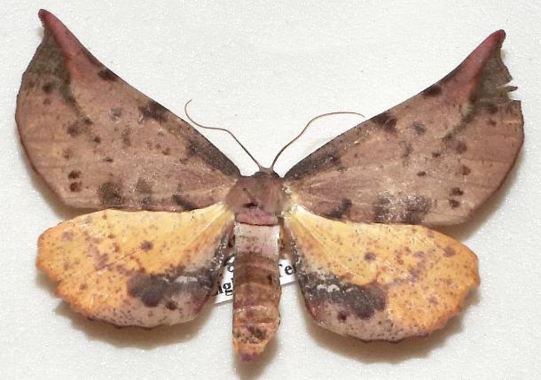 Parepisparis lutosaria