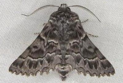 Dinophalus macrophyes