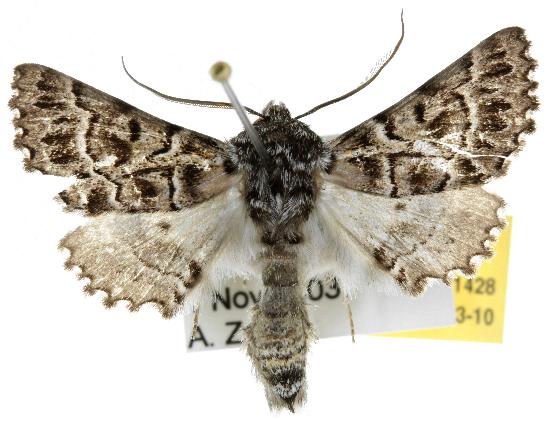 Dinophalus macrophyes