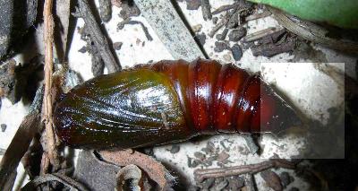 Circopetes obtusata