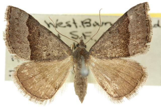 Dichromodes ornata