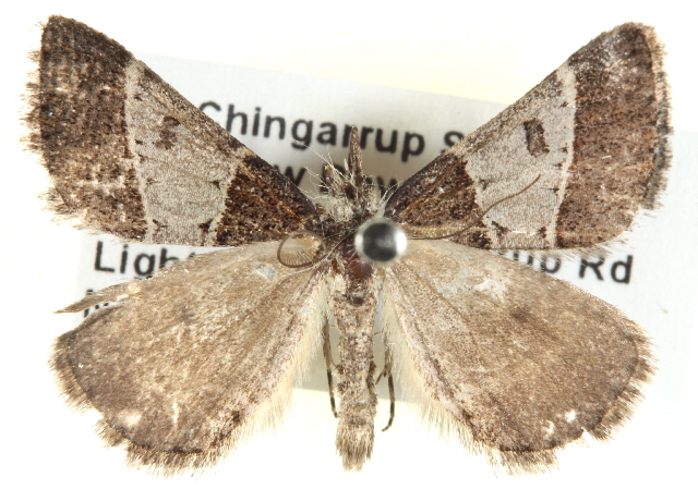 Dichromodes orthotis