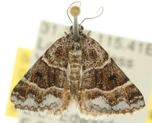 Dichromodes partitaria