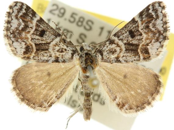 Dichromodes partitaria