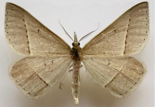 Epidesmia perfabricata