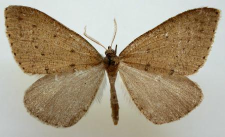 Tapinogyna perichroa