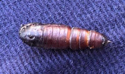 Hypographa phlegetonaria