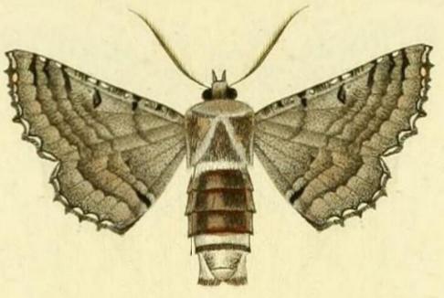 Hypographa phlegetonaria
