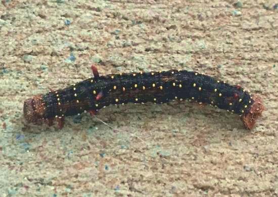Antictenia punctunculus