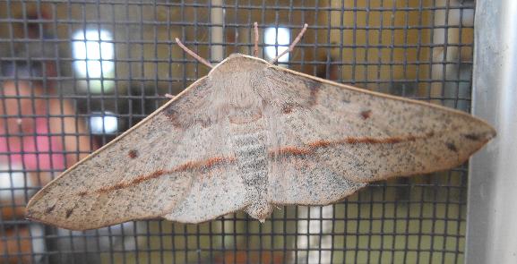 Antictenia punctunculus