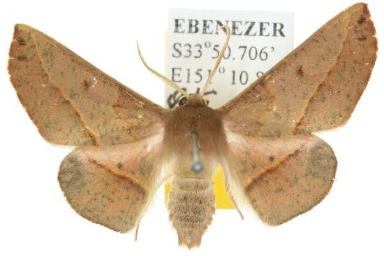 Antictenia punctunculus