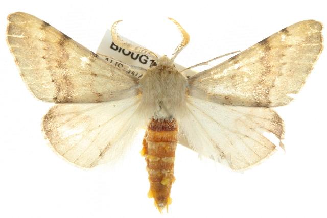 Homospora rhodoscopa