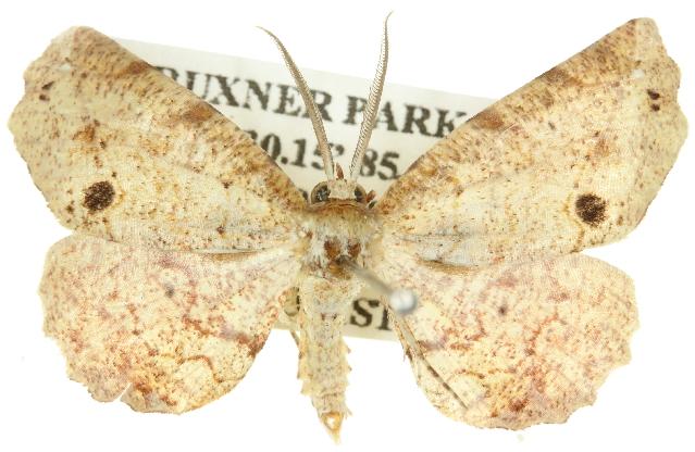 Parepisparis rutila
