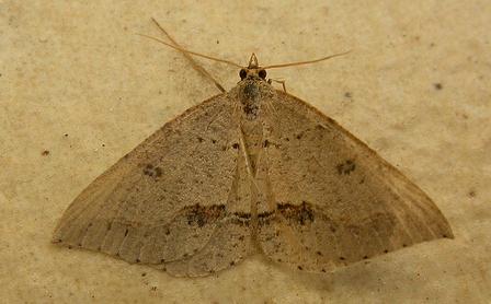Taxeotis stereospila