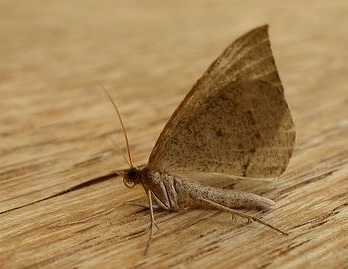 Taxeotis stereospila