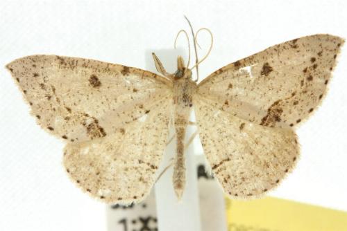 Taxeotis stereospila