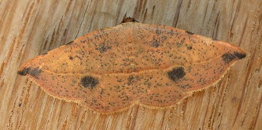 Onycodes traumataria