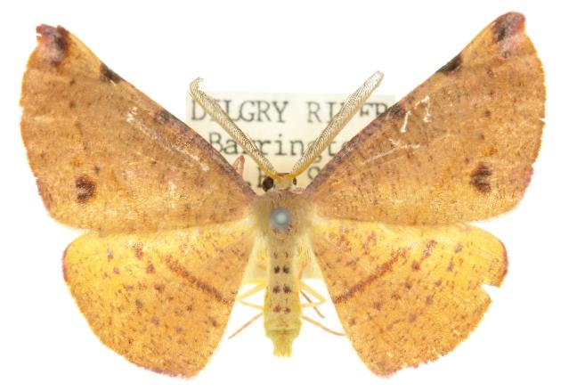 Onycodes traumataria