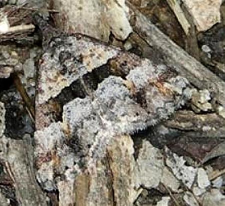 Dichromodes triparata