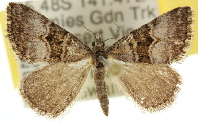 Dichromodes triparata