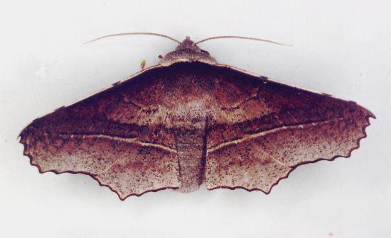 Oenochroma vetustaria