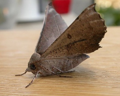 Oenochroma vetustaria