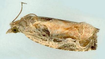 Temnolopha mosaica