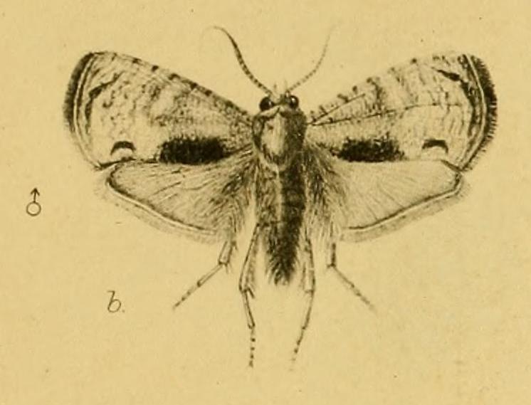 Cryptophlebia ombrodelta