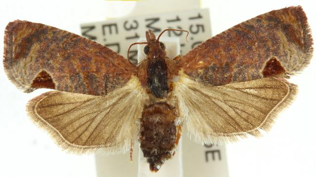 Cryptophlebia ombrodelta