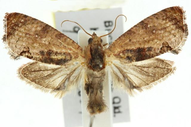 Cryptophlebia ombrodelta