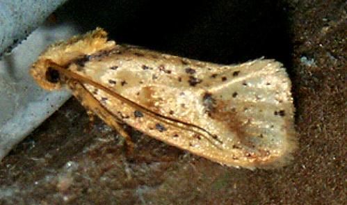 Azaleodes fuscipes