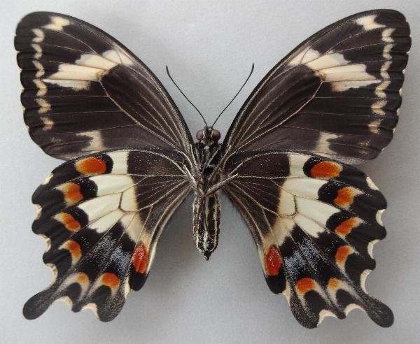 Papilio amynthor