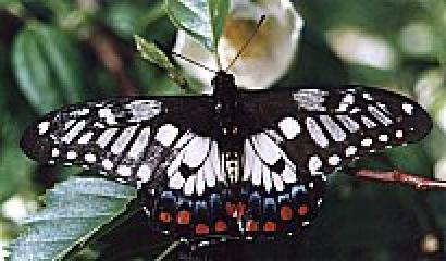 Papilio anactus
