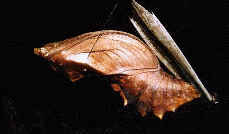 Ornithoptera euphorion