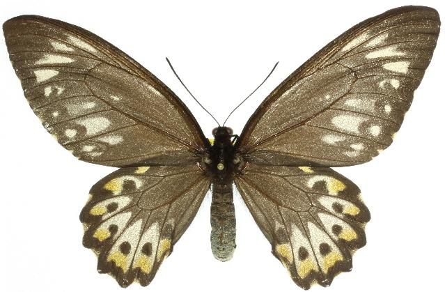 Ornithoptera euphorion