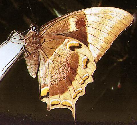 Non Etalé Papilio ulysses Male A1! Entomologie Papillon Insecte 