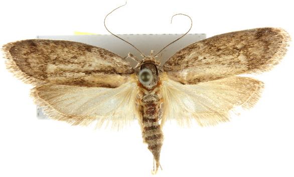 Philobota baryptera