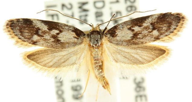 Philobota cirrhocephala