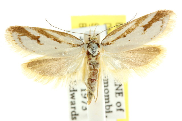 Philobota cretacea
