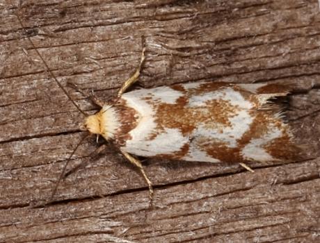 Palimmeces habrophanes